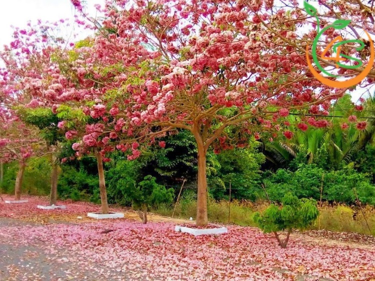 cây kèn hồng trồng bao lâu ra hoa