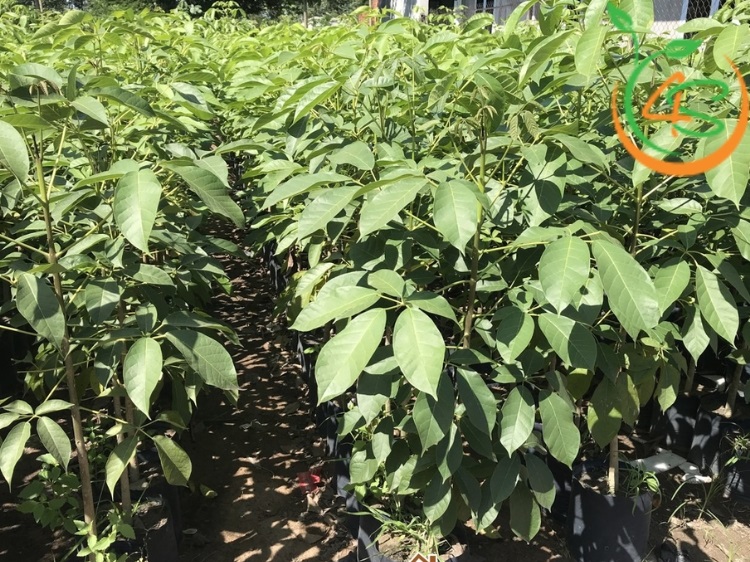 cây kèn hồng trồng bao lâu ra hoa