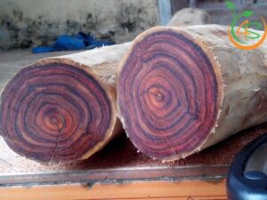 giống cây gỗ quý
