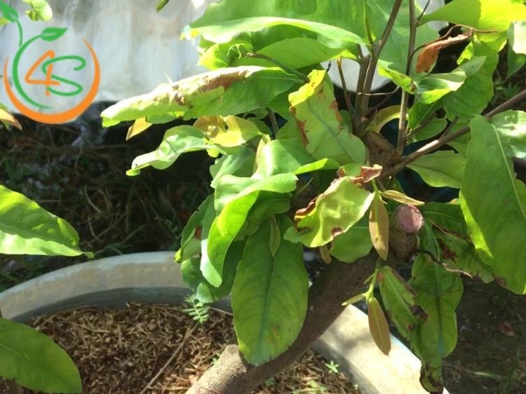 cây mới trồng bị héo lá