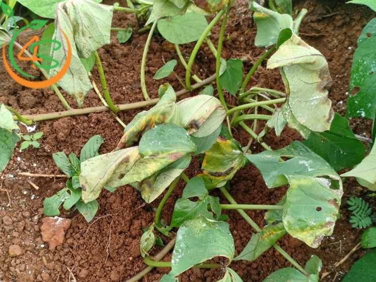 cây mới trồng bị héo lá
