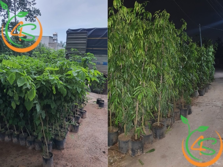 giống cây bóng mát