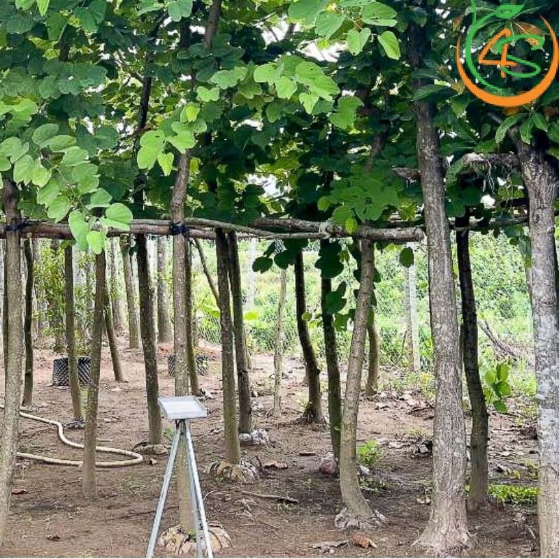 cây Móng Bò công trình khỏe đẹp