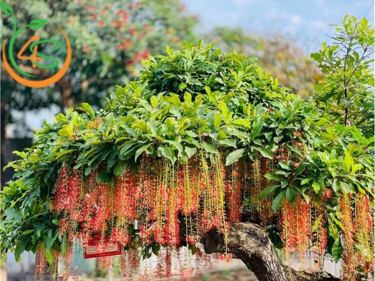cây phong thủy trồng trước nhà