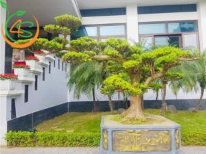cây phong thủy trồng trước nhà