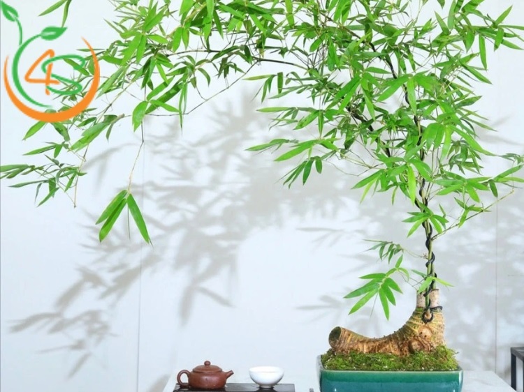 cây phong thủy trồng trước nhà