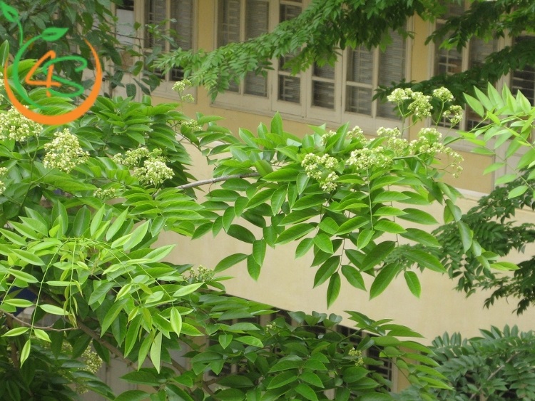 cây phong thủy trồng trước nhà
