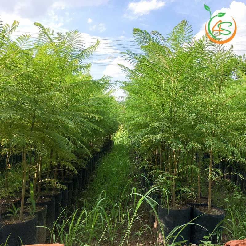Cây Phượng Tím 4 cung cấp cây phượng tím giống