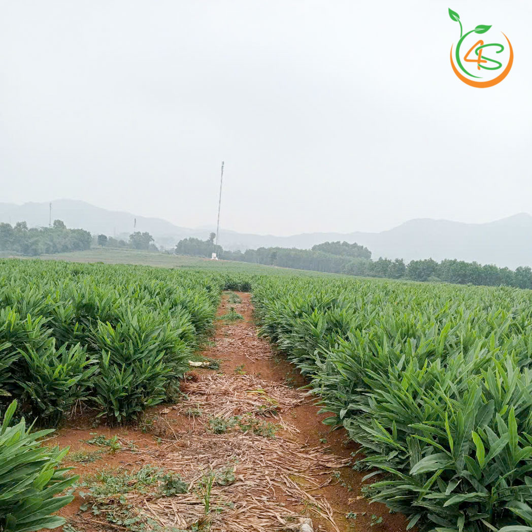 Cây Riềng Đỏ 3 cay rieng do giong 6