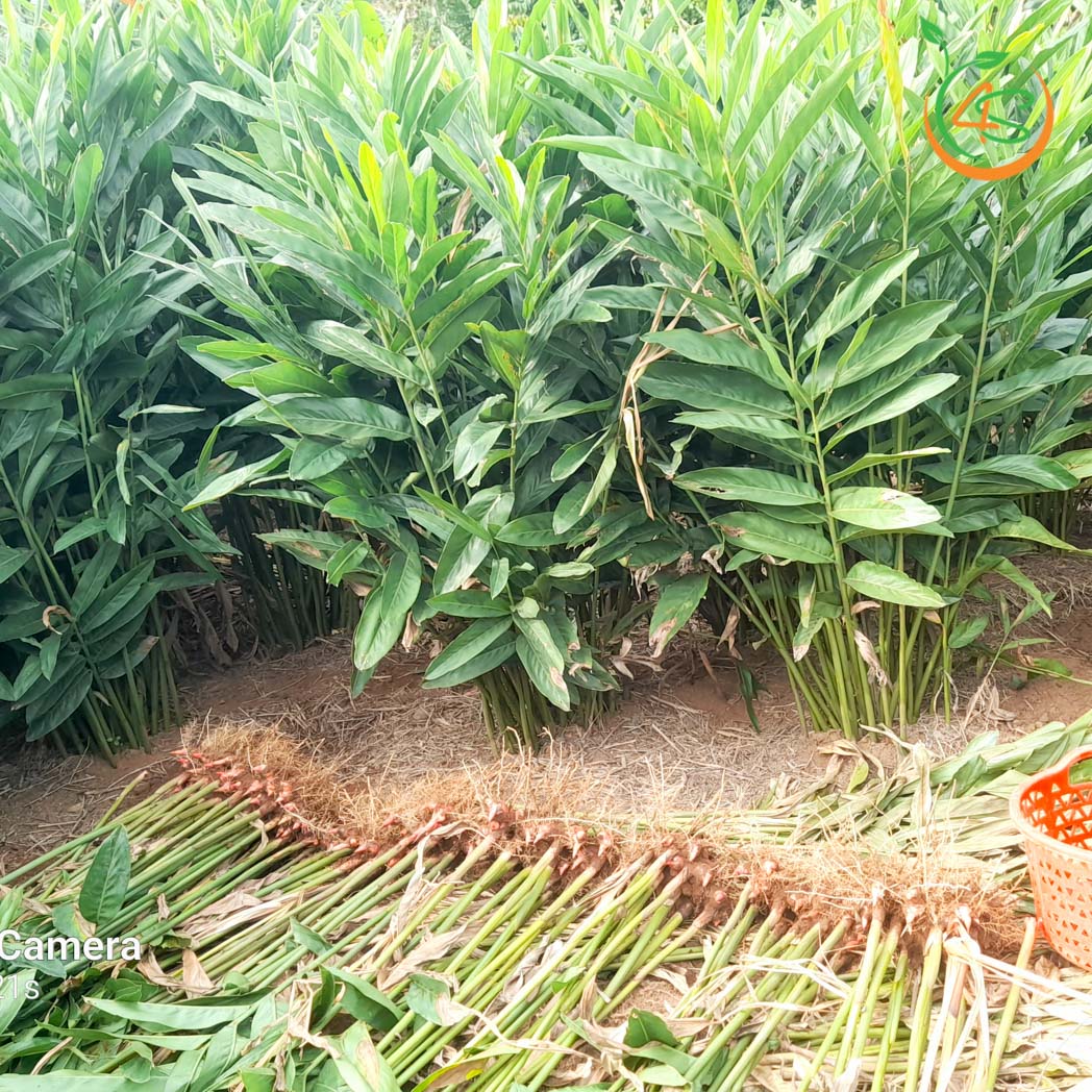 Cây Riềng Đỏ 4 cay rieng do giong 7