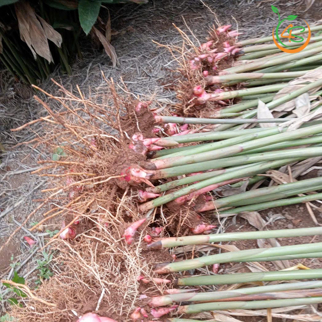Cây Riềng Đỏ 5 cay rieng do giong 8
