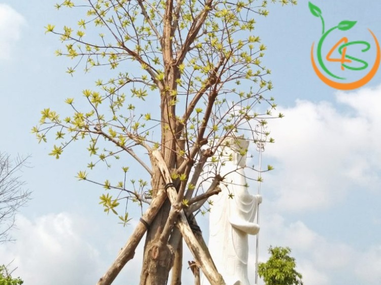 Cây Sala Bao Lâu Ra Hoa? Bí Quyết Để Hoa Nở Đẹp Rực Rỡ 4 cây sala bao lâu ra hoa
