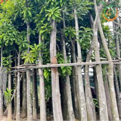 cây sala (thala) công trình bóng mát
