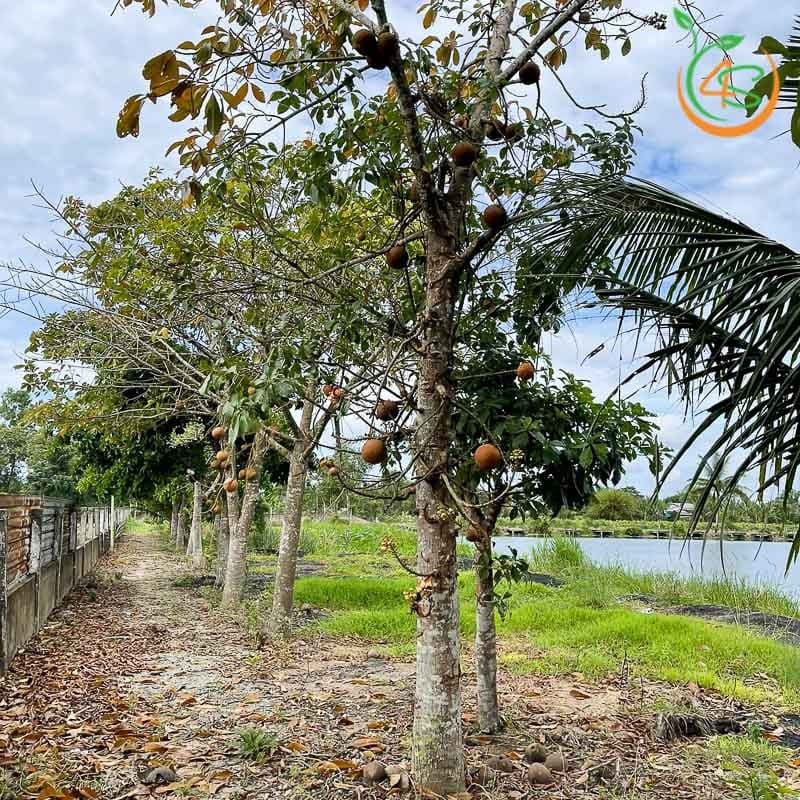 Cây sala công trình (thala) 2 cây sala (thala) công trình bóng mát đường phố