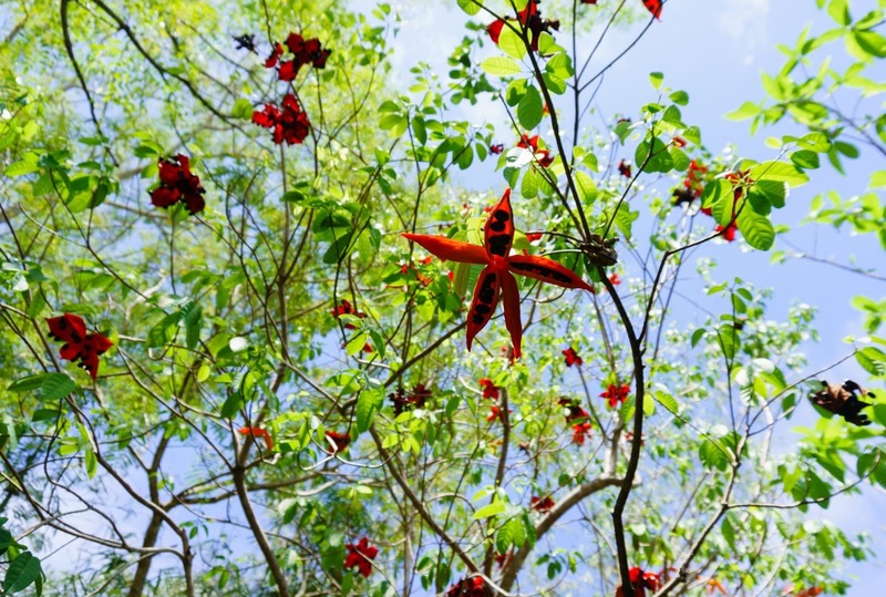 Hình ảnh cây Sang