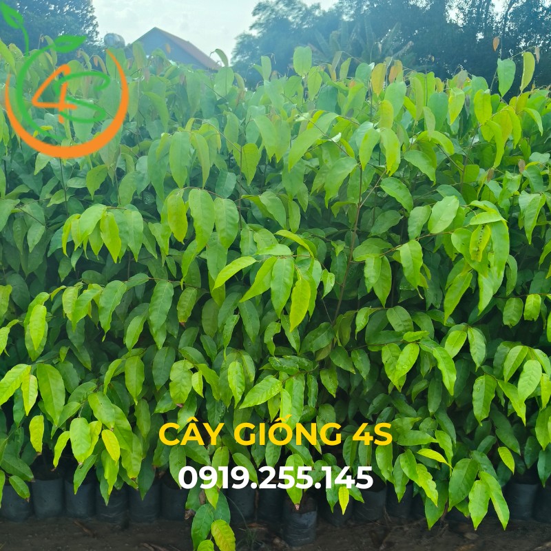 cây sao đen công trình