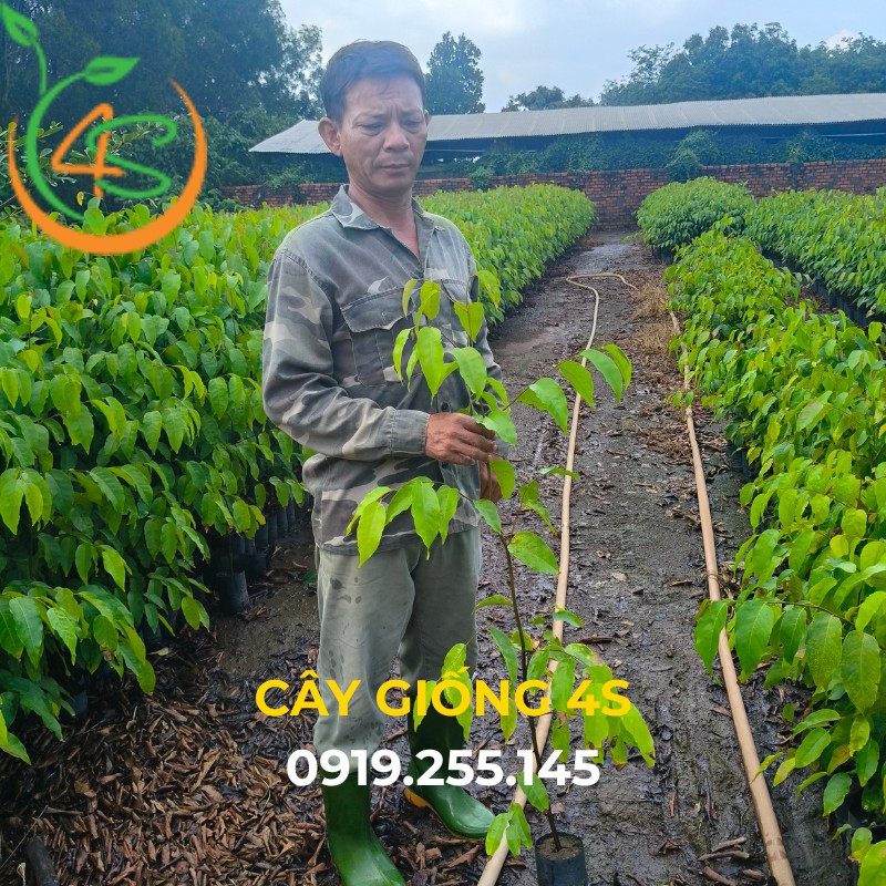 Cây Sao Đen Giống 20 cây sao đen giống