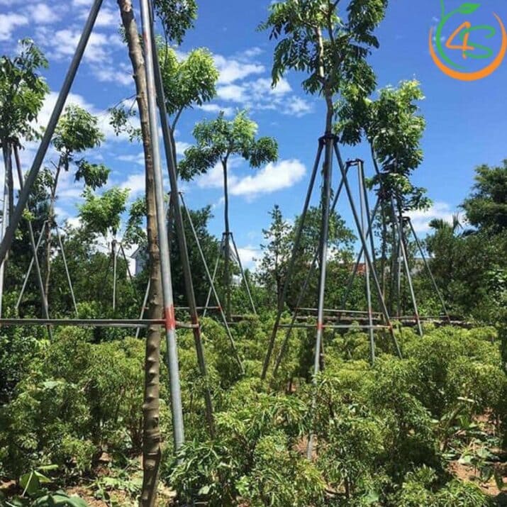 địa chỉ cung cấp cây Sưa Đỏ
