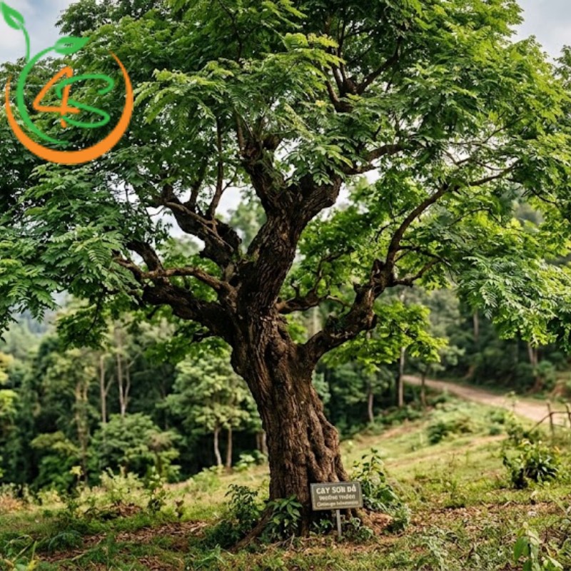 cây sưa đỏ trồng bao lâu thu hoạch