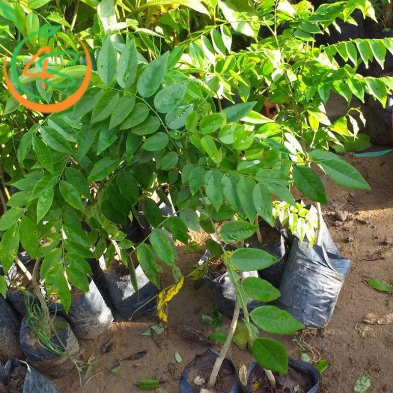 cây sưa đỏ giống