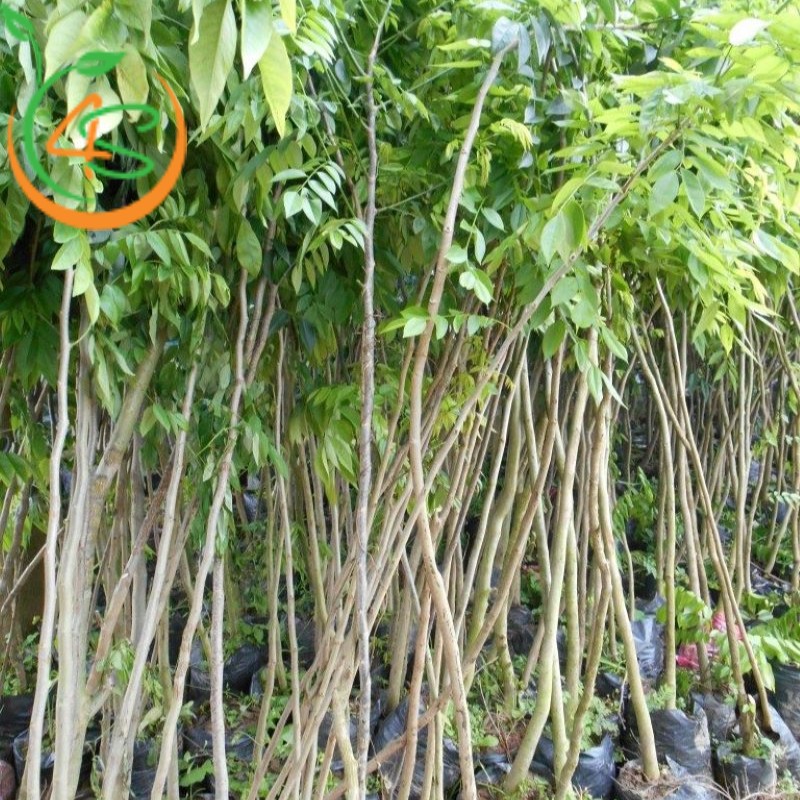 cây sưa đỏ giống