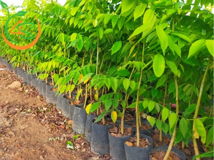 cây sưa trồng bao nhiêu năm thì thu hoạch