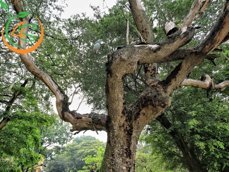 cây sưa trồng bao nhiêu năm thì thu hoạch