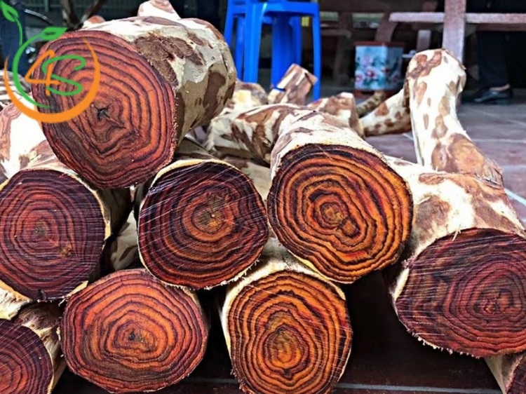 cây sưa trồng bao nhiêu năm thì thu hoạch