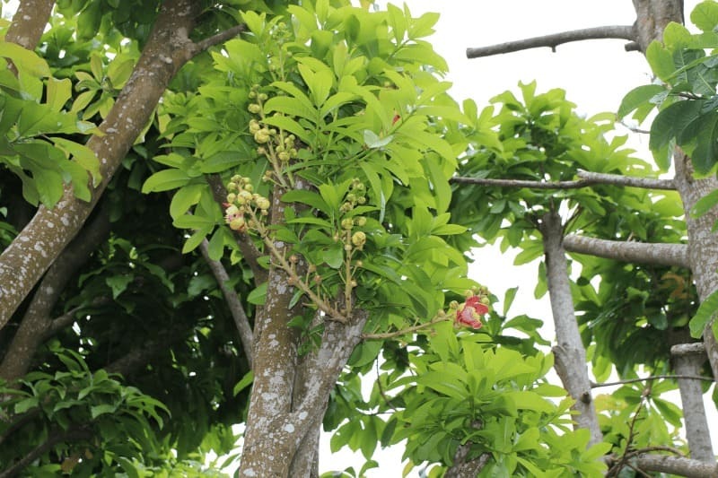 cây thala giống