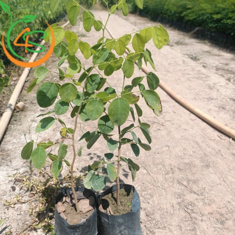 cây trắc đỏ giống