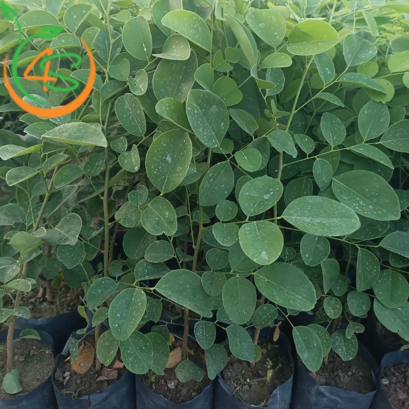 cây trắc đỏ giống