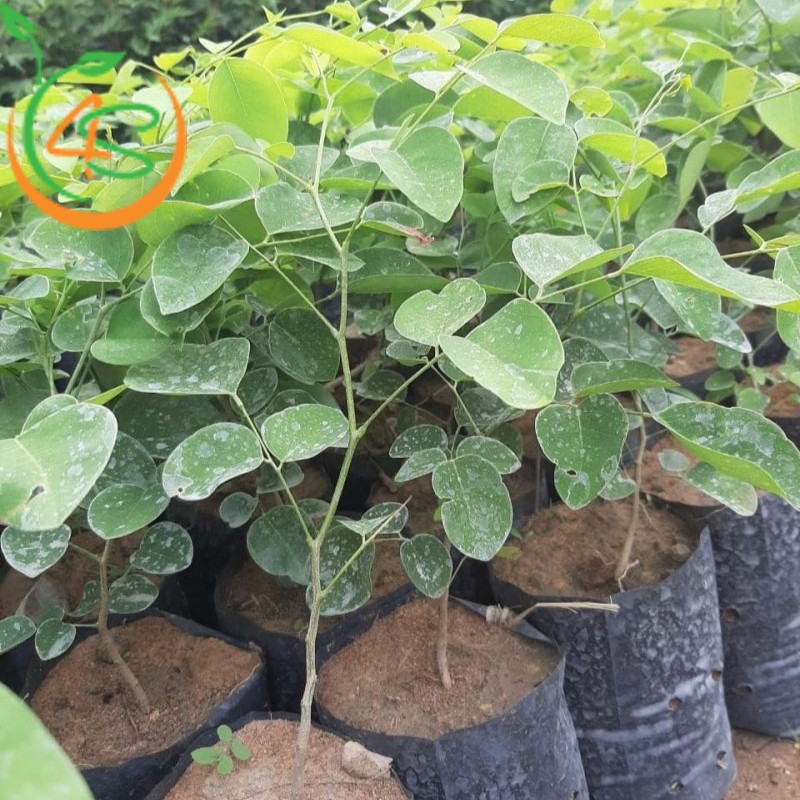 cây giống trắc đỏ