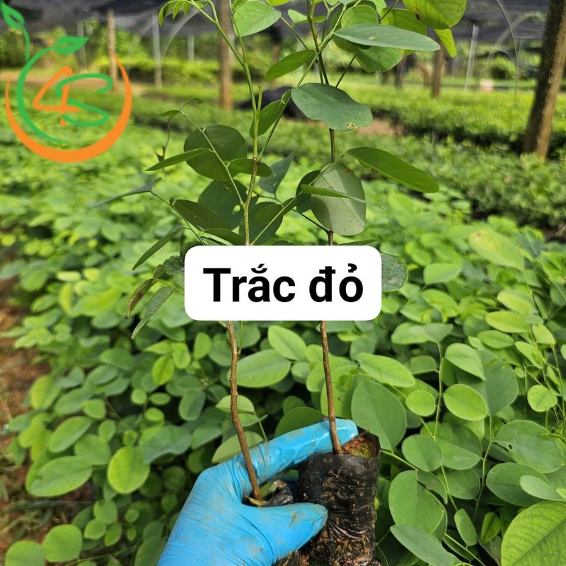 cây giống trắc đỏ