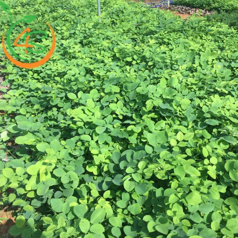 cây trắc đỏ giống