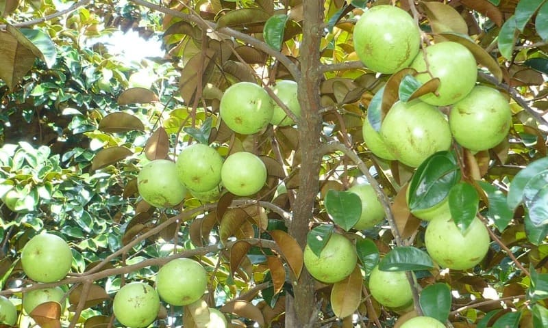 Cây Vú Sữa 9 cây giống vú sữa