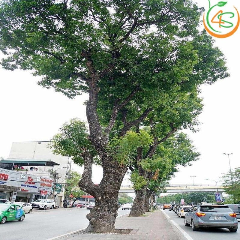 Cây Xà Cừ rợp bóng mát