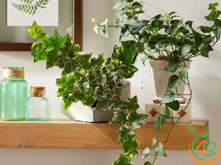 cây cảnh đẹp trong nhà