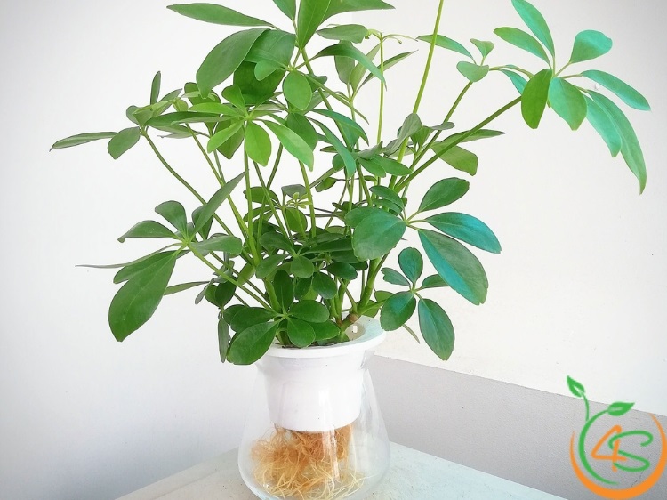 cây xanh trồng trong nhà
