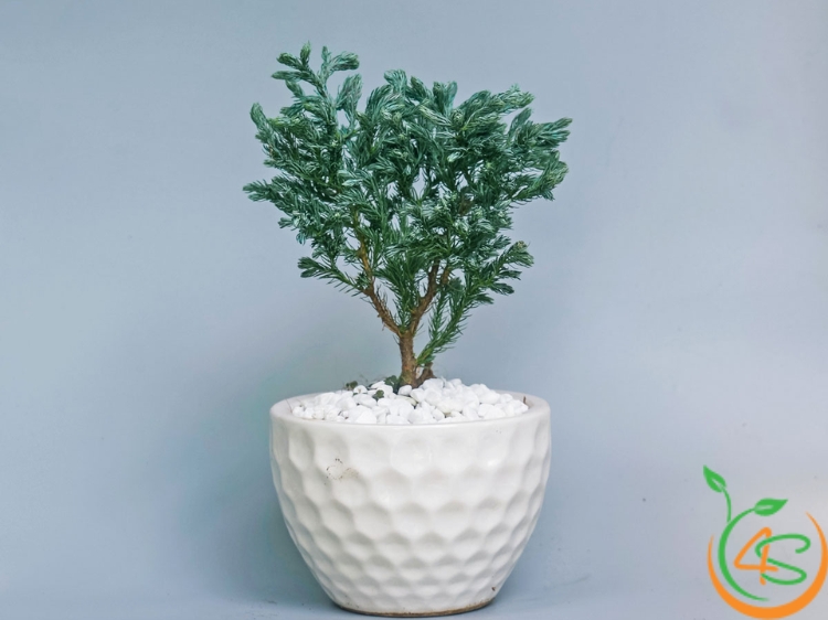 cây xanh trồng trong nhà