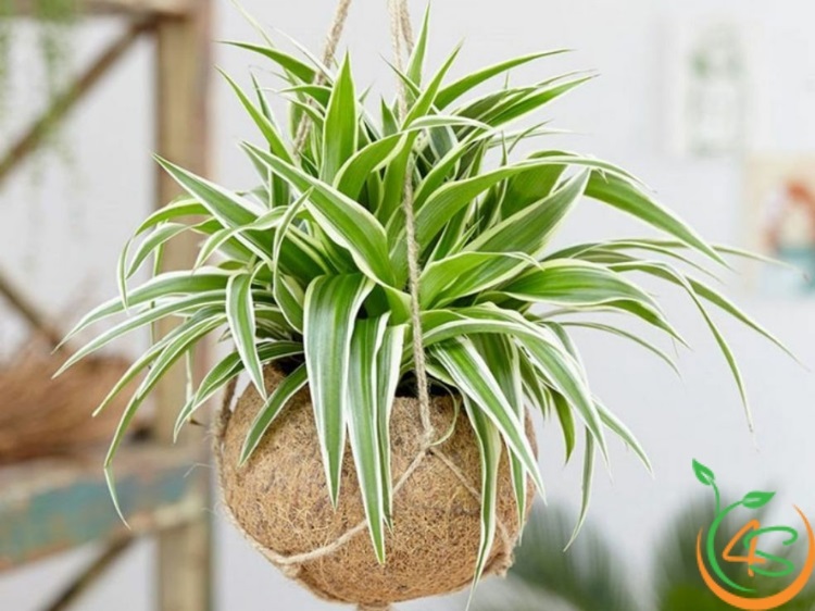 cây xanh trồng trong nhà