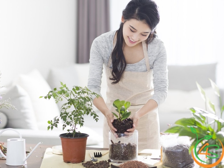cây trồng được trong nhà