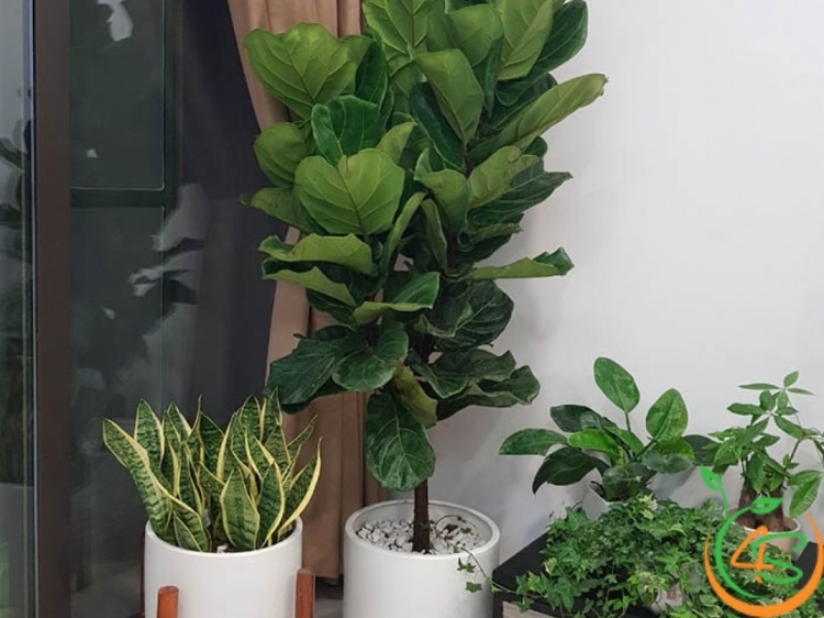 cây trồng được trong nhà