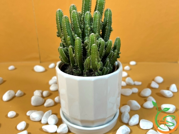 cây trồng được trong nhà