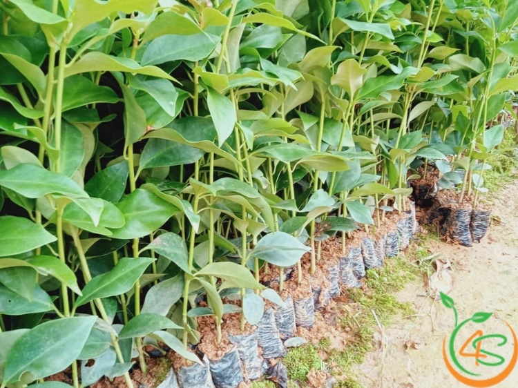 cây trồng được trong nhà