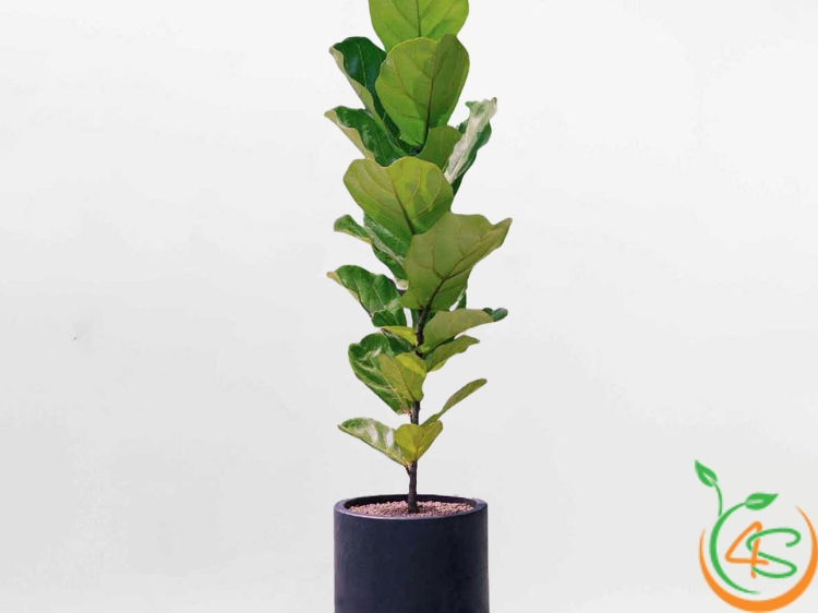 cây cảnh đẹp trong nhà
