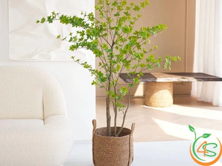 cây cảnh đẹp trong nhà