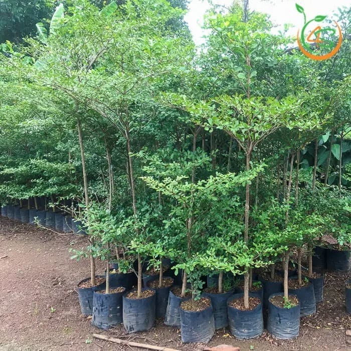 Cây công trình giống uy tín
