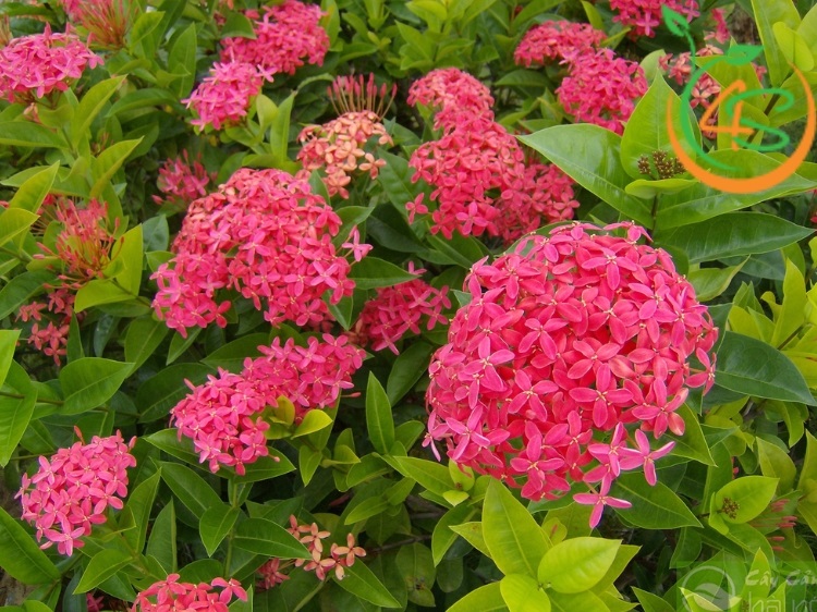 có nên trồng cây bông trang trước nhà