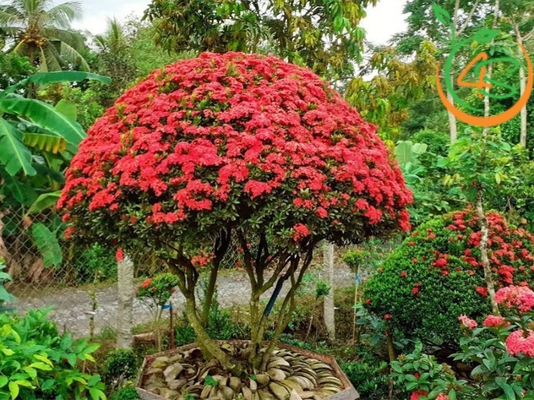 có nên trồng cây bông trang trước nhà