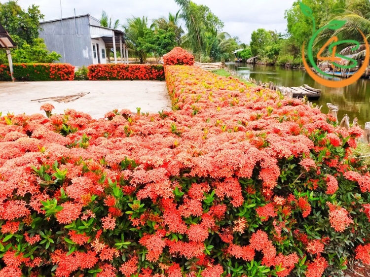 có nên trồng cây bông trang trước nhà